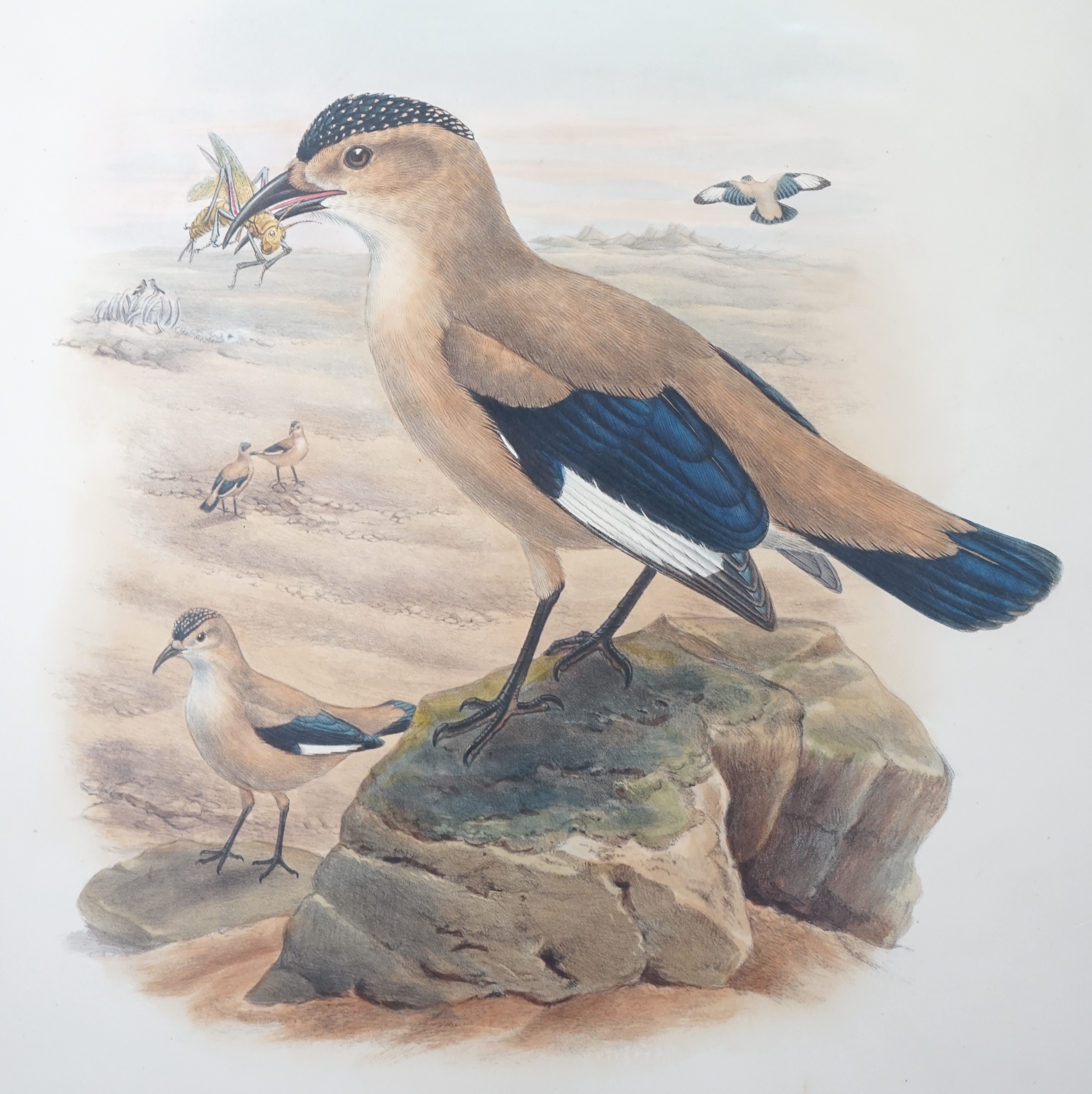 Walter & Cohn after Wolf and Richter (John Gould), 24 hand coloured lithographs from Gould's Birds of Great Britain, lithographs with hand-colouring on wove paper, 55 x 36cm, unframed and unmounted